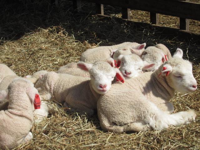 Yorkshire Farm Vila Shintoku Exterior foto