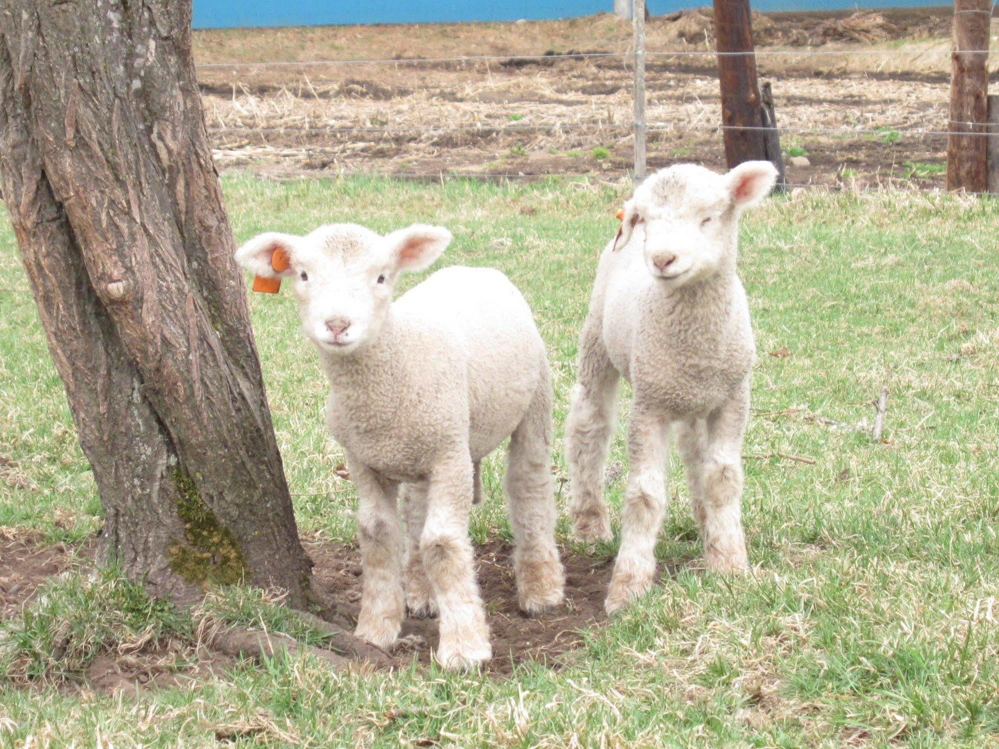Yorkshire Farm Vila Shintoku Exterior foto